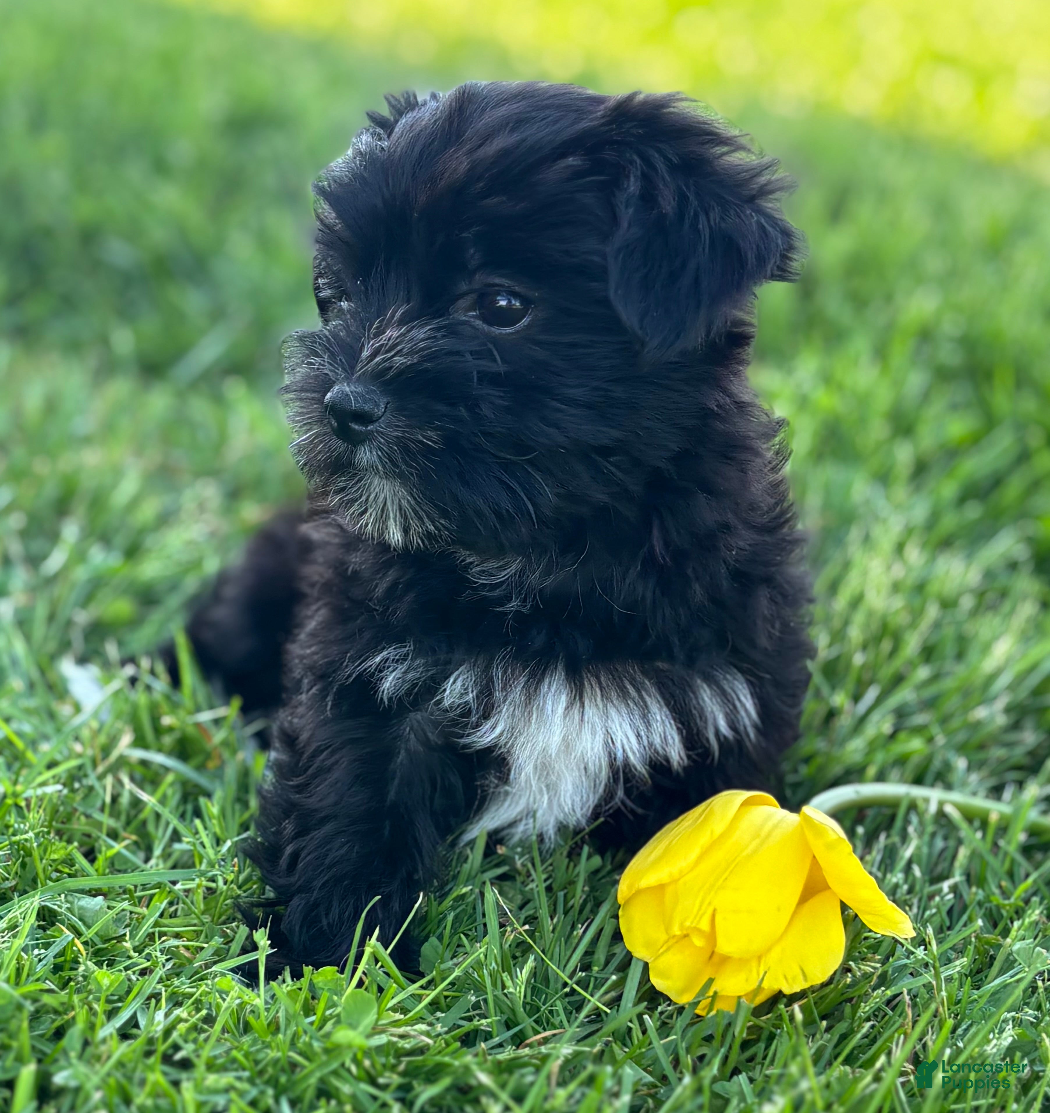 Morkie dogs Miss Janie  - Ad 2