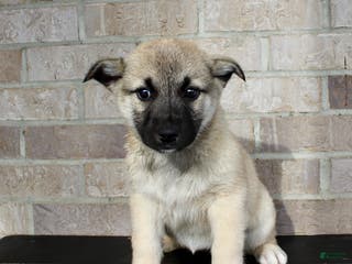Mixed Breed dogs Sadie Rose - Ad 27