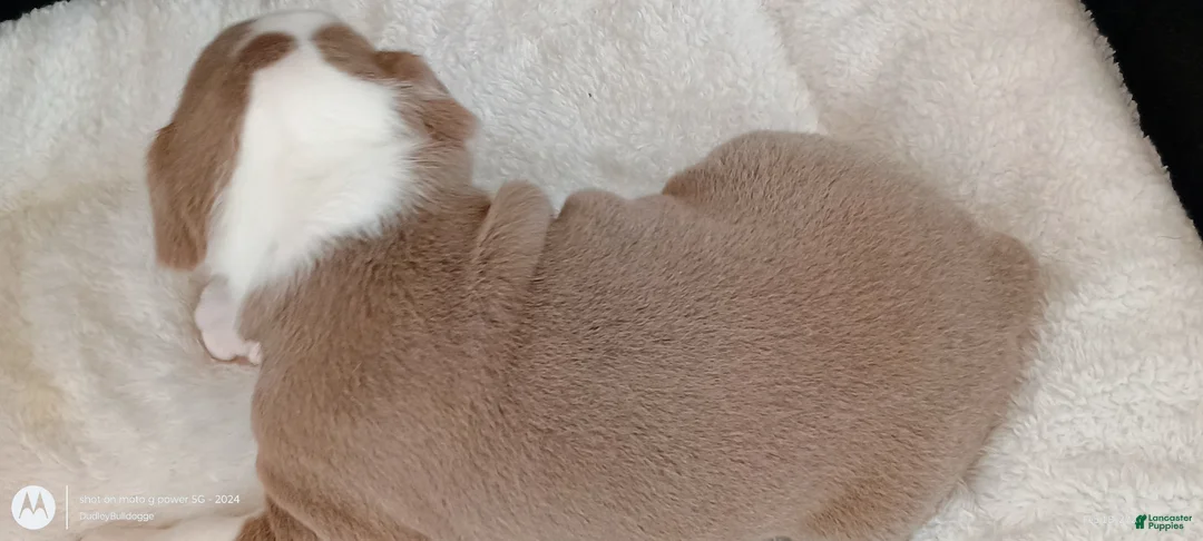 Olde English Bulldogge dogs for sale: Dudley Bulldogges Hera - Ad 2