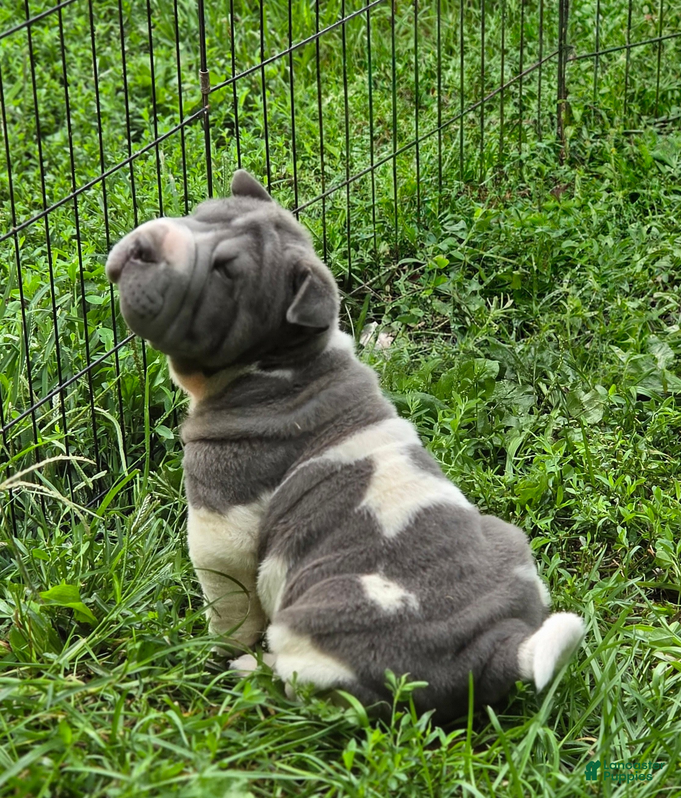 Shar Pei dogs Travis Blue flower brush coat mini - Ad 2