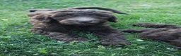 Labradoodle dogs for sale: Eros - Ad 7