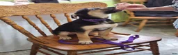 Mixed Breed dogs for sale:  Puppy 7 Purple - Ad 2