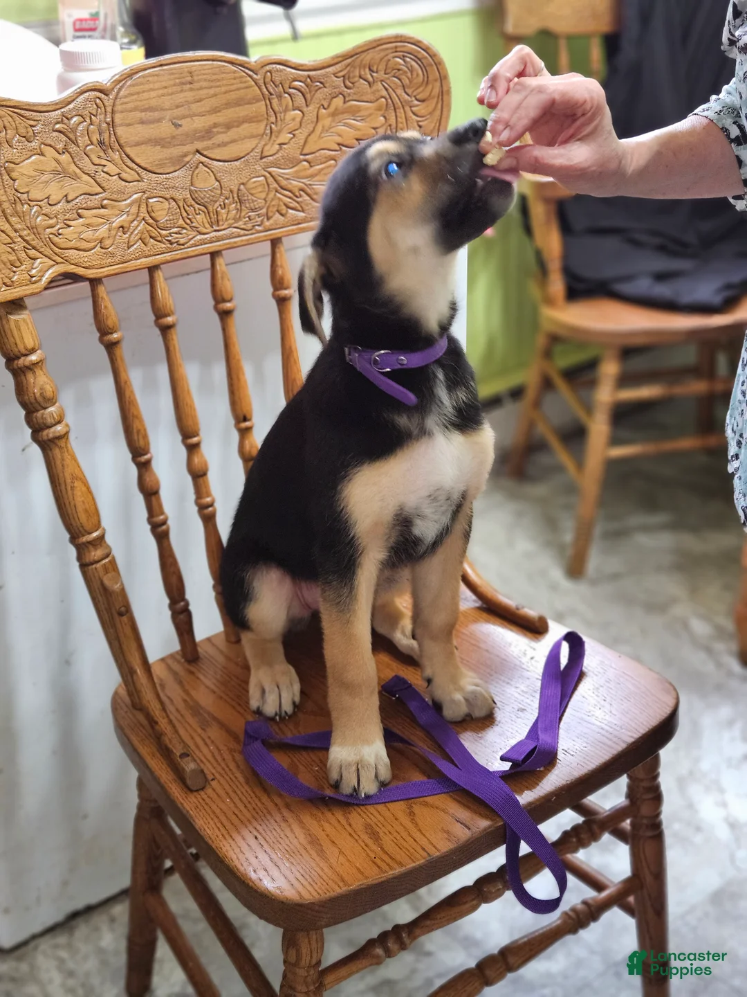 Mixed Breed dogs for sale:  Puppy 7 Purple - Ad 2