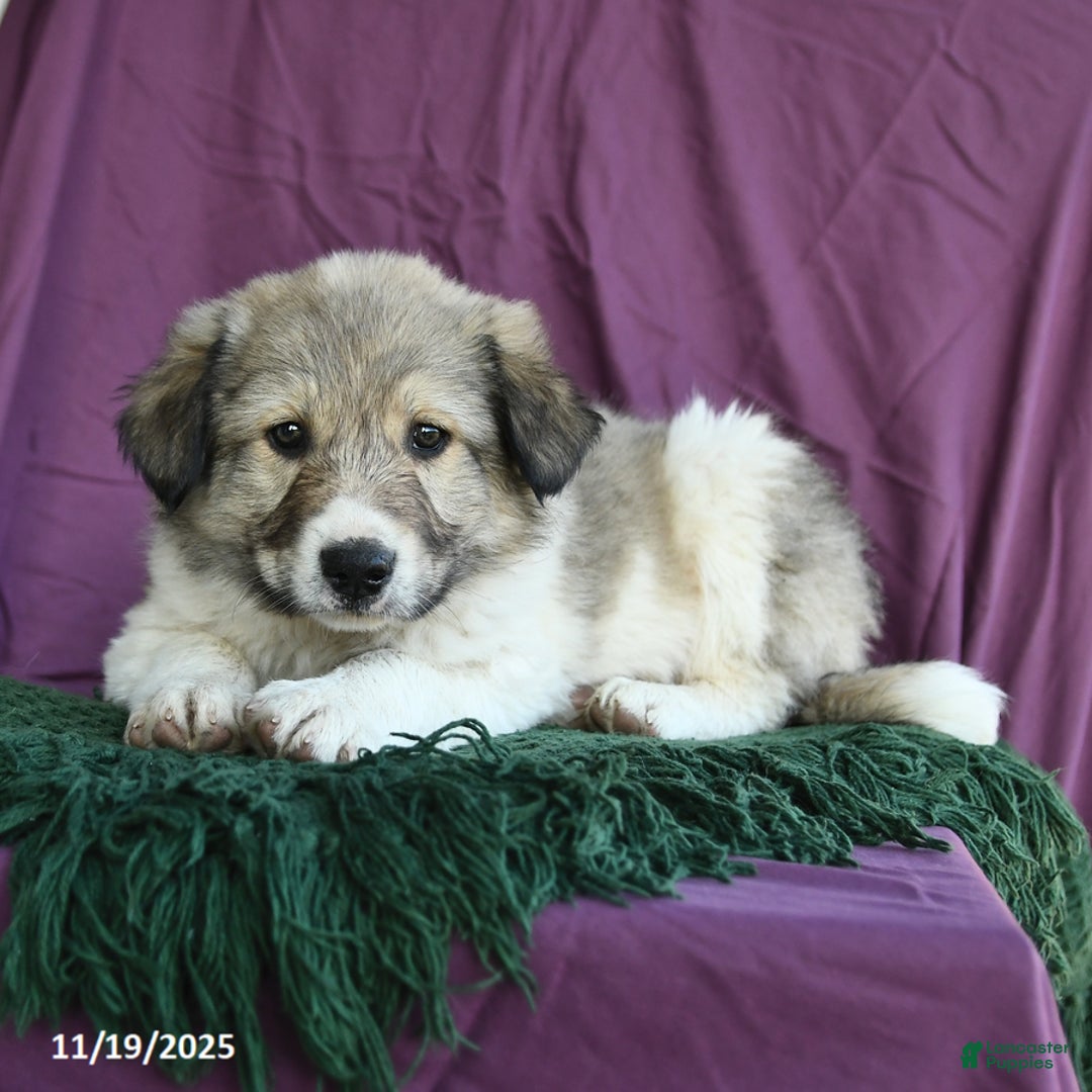 Mixed Breed dogs for sale: Alaska - Ad 5