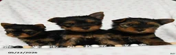 Yorkshire Terrier dogs for sale: Dorthy - Ad 5