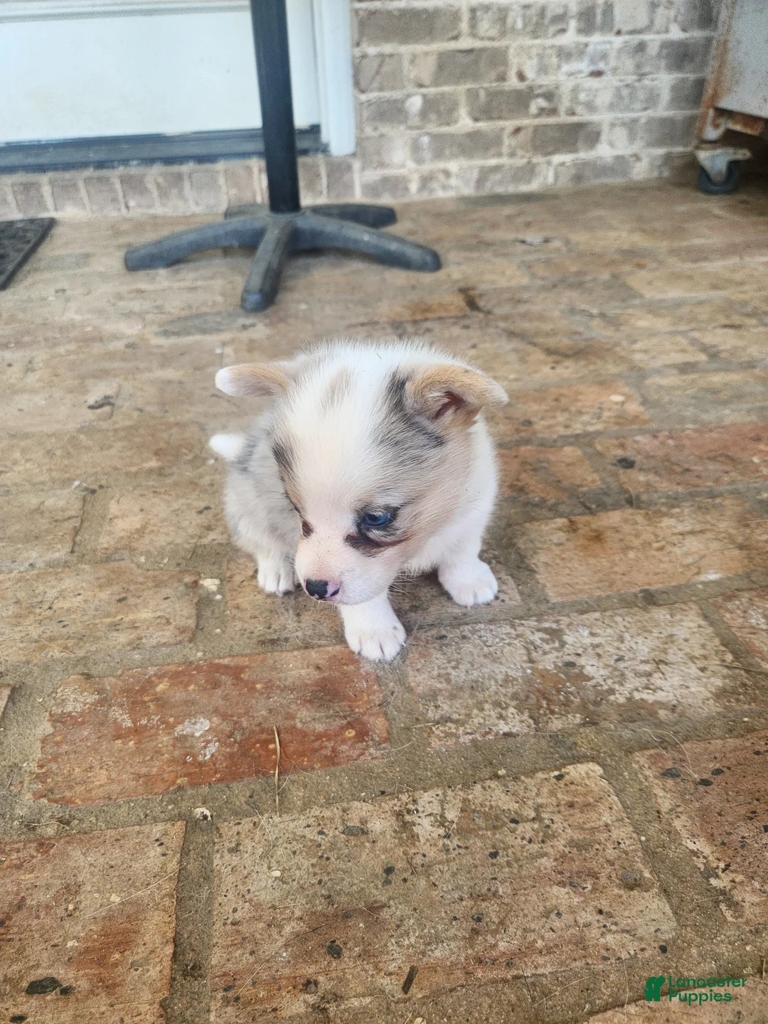 American Corgi dogs for sale: American Corgi 1 - Ad 3