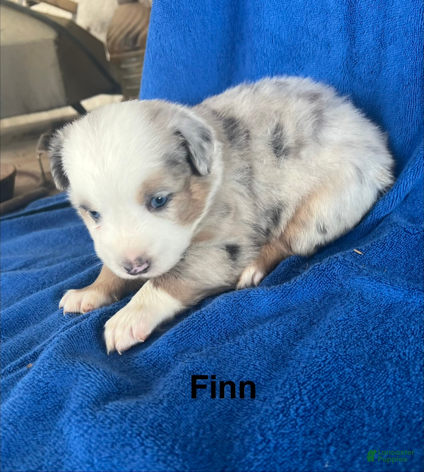 Australian Shepherd dogs for sale: Finn - Ad 1