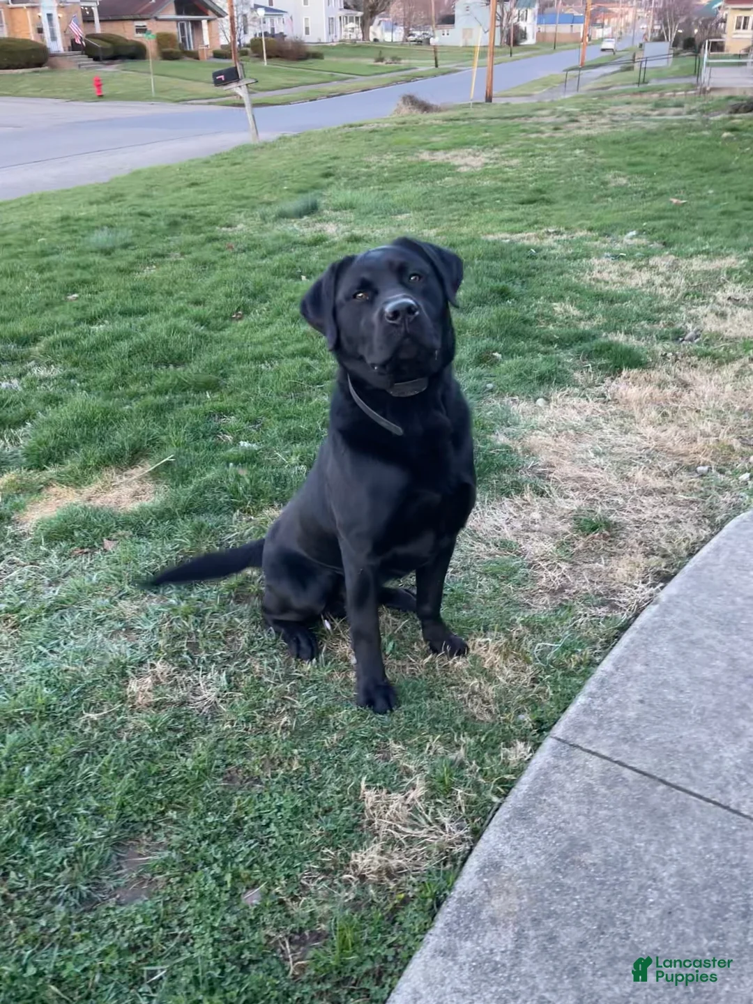 Labrador Retriever dogs for stud: Otso King of the Forest- Bear  - Ad 6