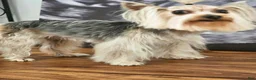 Yorkshire Terrier dogs for sale: Cabana - Ad 9