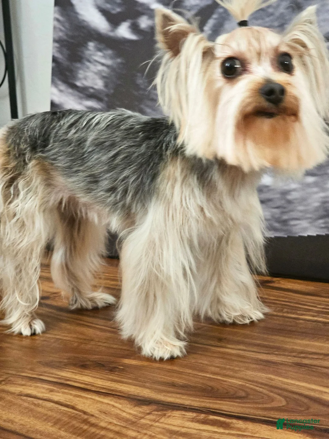 Yorkshire Terrier dogs for sale: Cabana - Ad 9