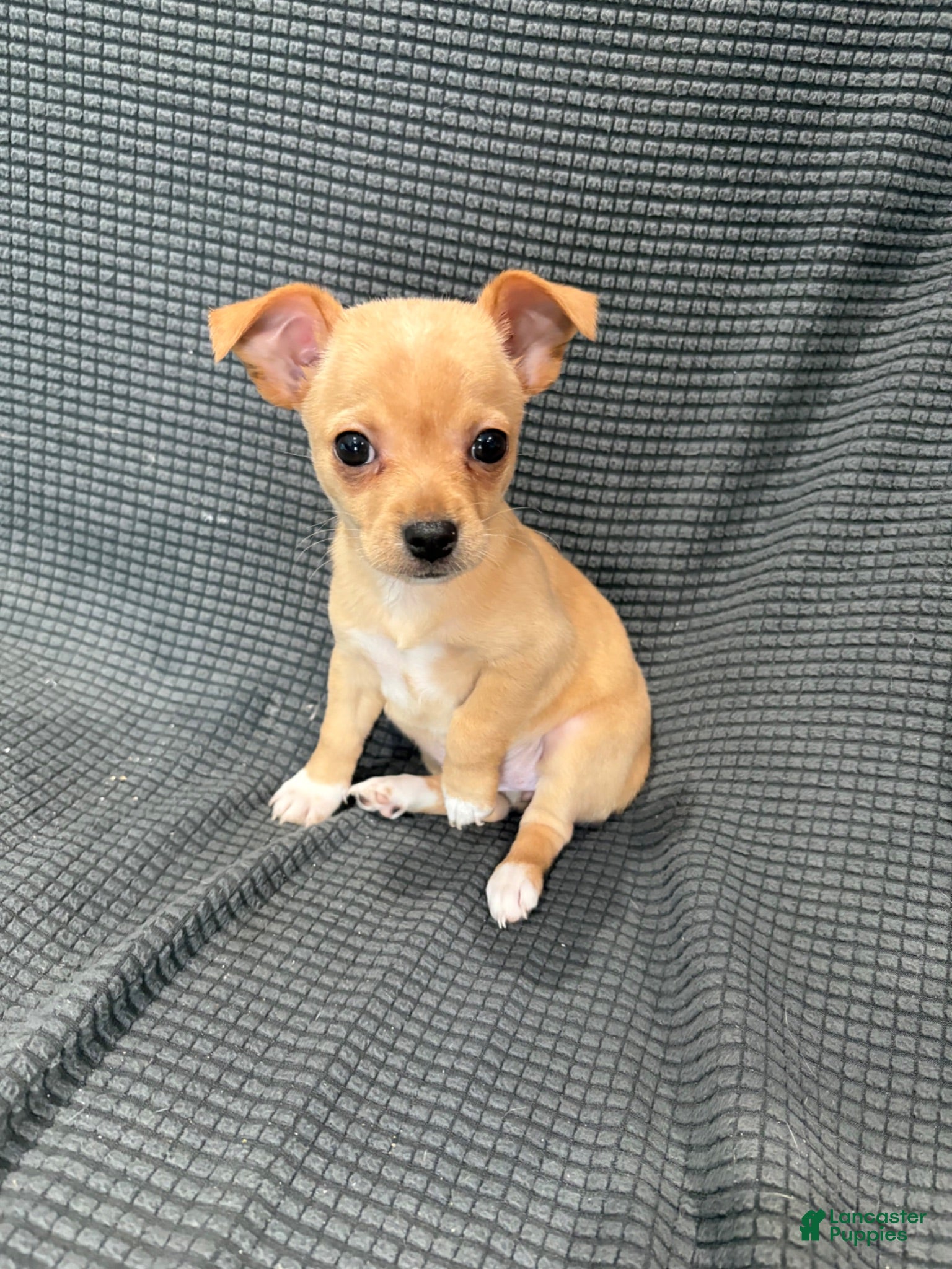 Chihuahua dogs Daisy  - Ad 1