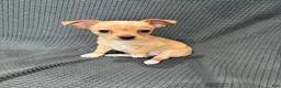 Chihuahua dogs for sale: Daisy  - Ad 1