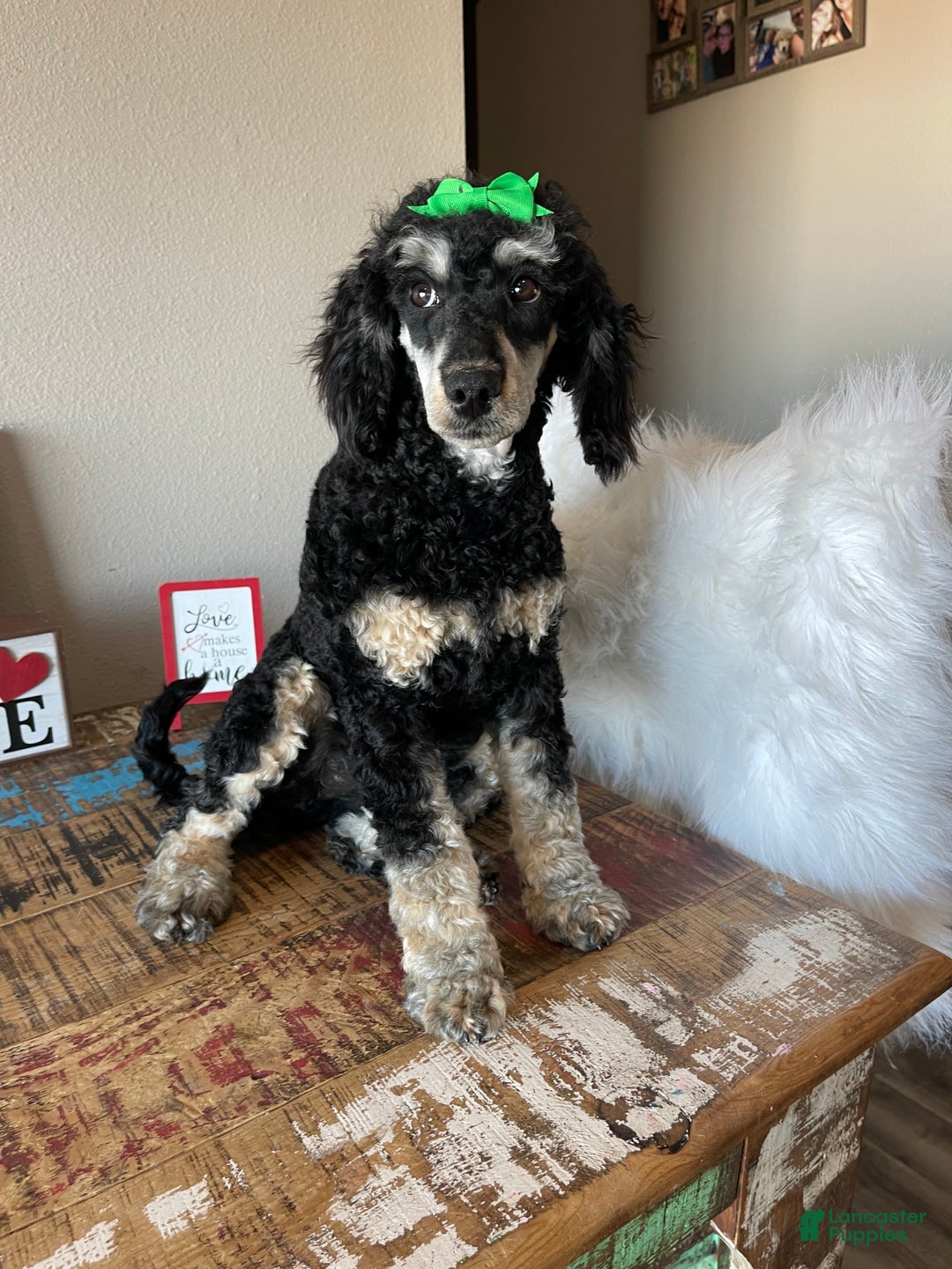 Miniature Poodle dogs for sale: Akc Clear Black Phantom Girl Piper - Ad 8