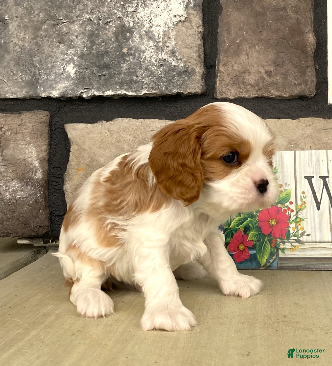 Cavalier King Charles Spaniel dogs for sale: Buddy - Genetic Tested Parents - Ad 6