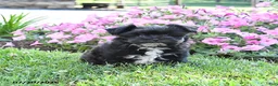 Morkie dogs for sale: Frisky - Ad 4