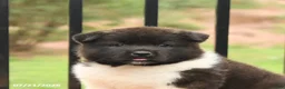 Akita dogs for sale: Spirit - Ad 2