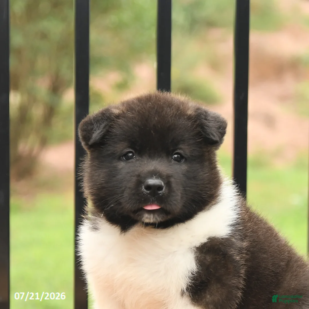 Akita dogs for sale: Spirit - Ad 2