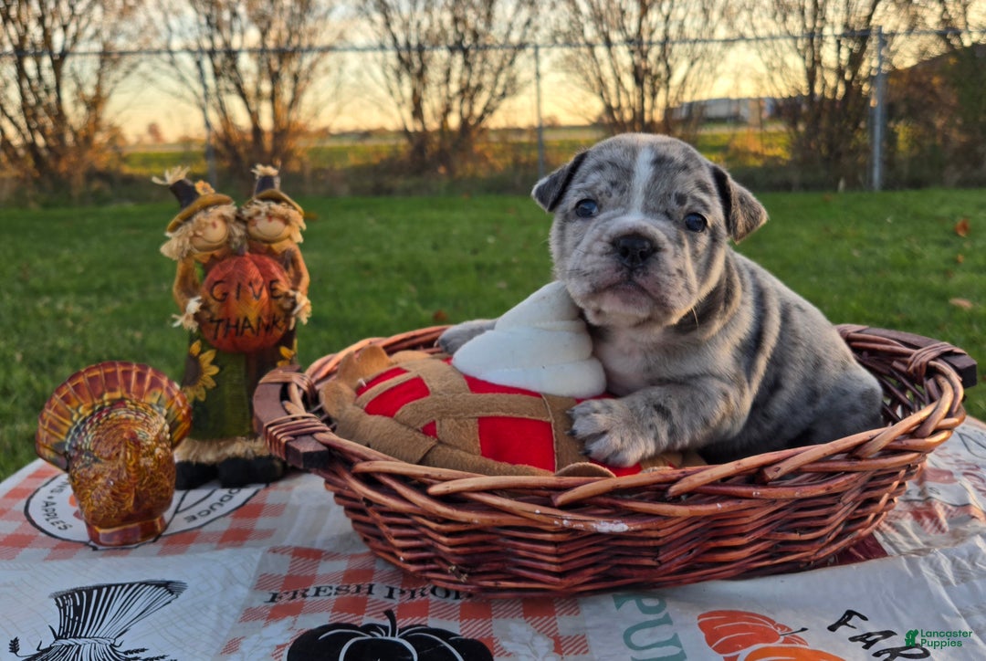 French Bulldog dogs for sale: Faith - Ad 6