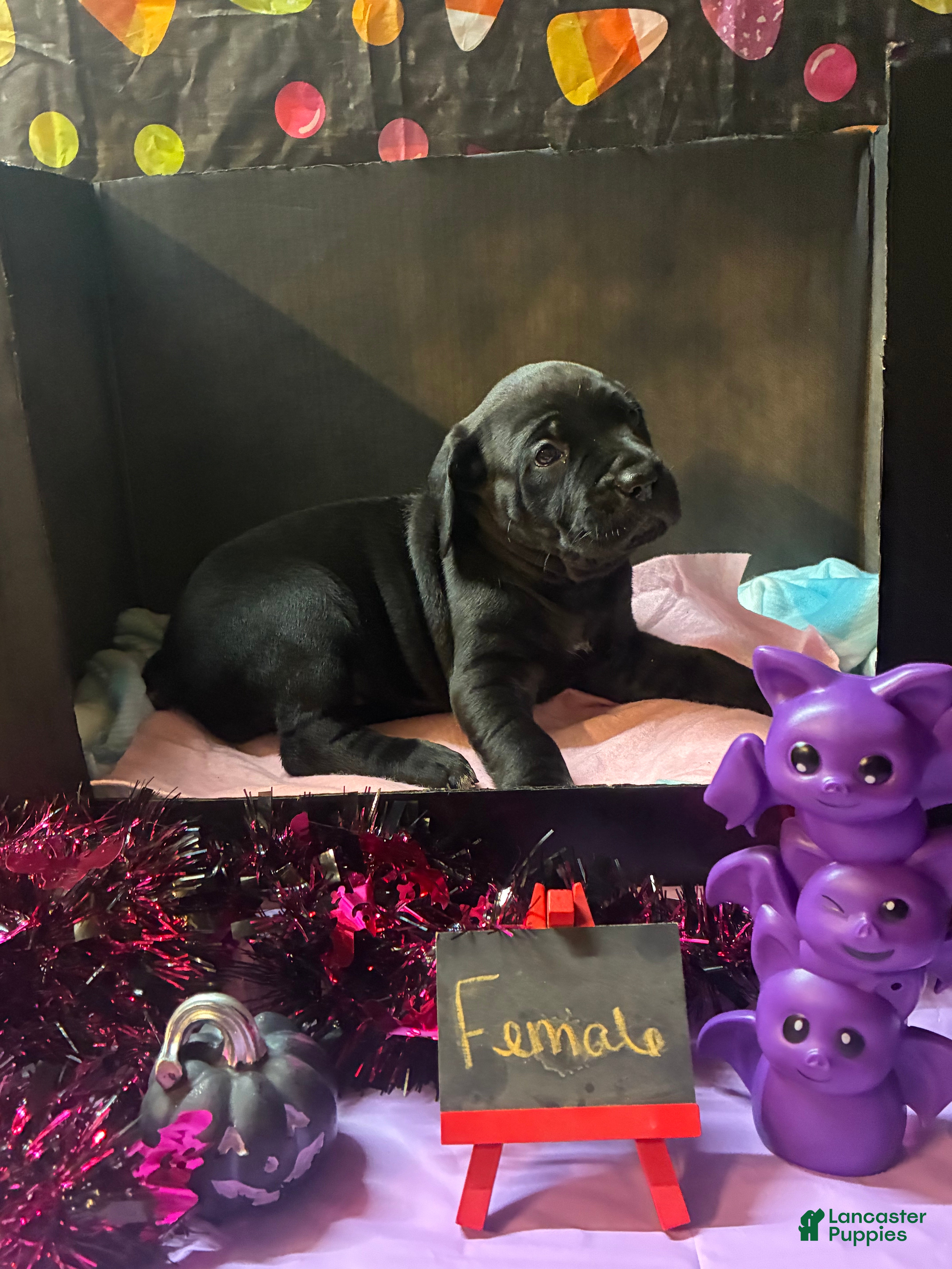 Cane Corso dogs Cane Corso 4 - Ad 1