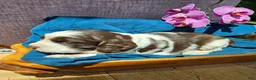 English Springer Spaniel dogs for sale: Carmen - Ad 5