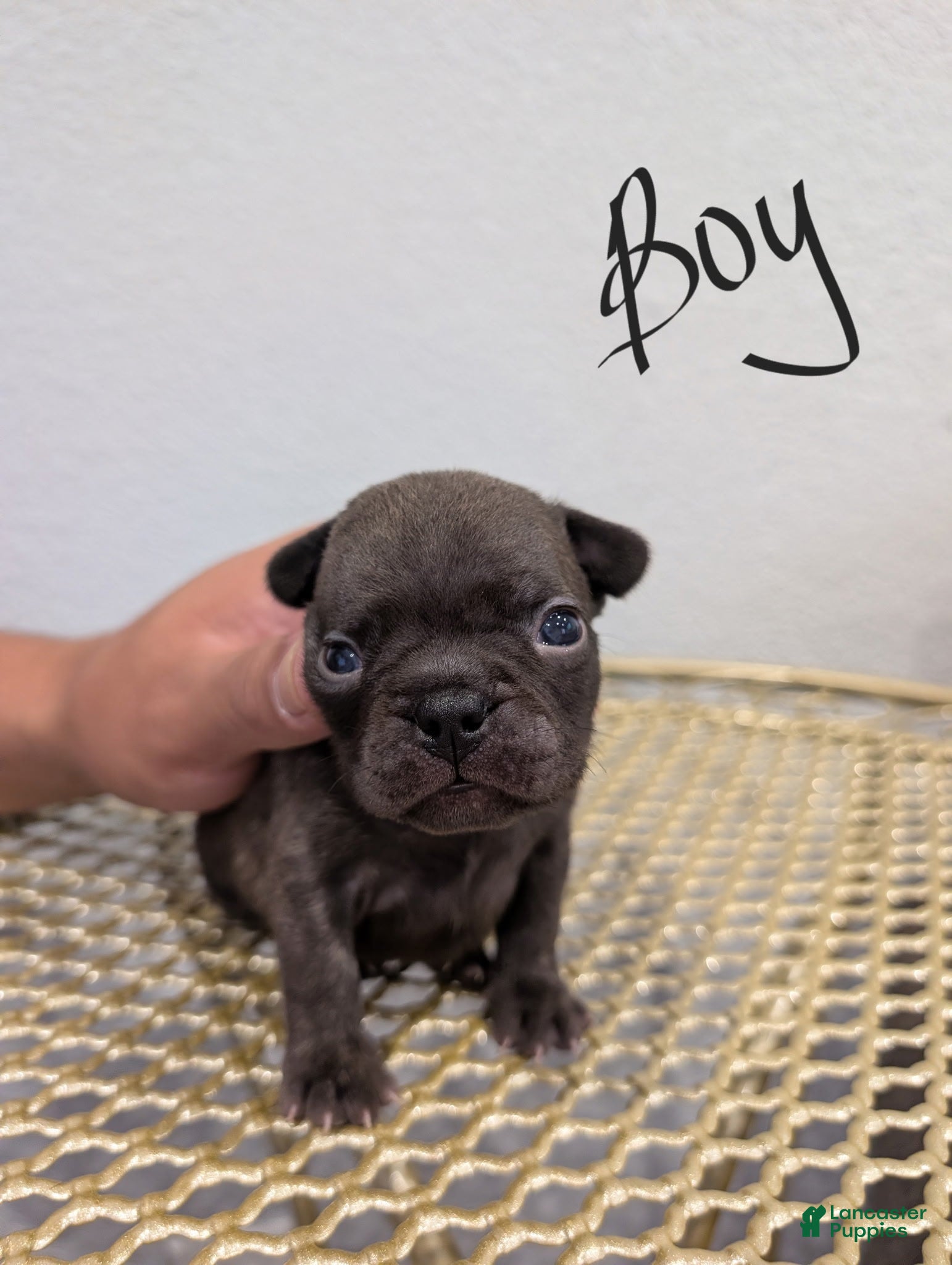 French Bulldog dogs for sale: French Bulldog Boy#2 - Ad 1