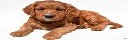 Mini Goldendoodle dogs for sale: Hailey - Ad 6