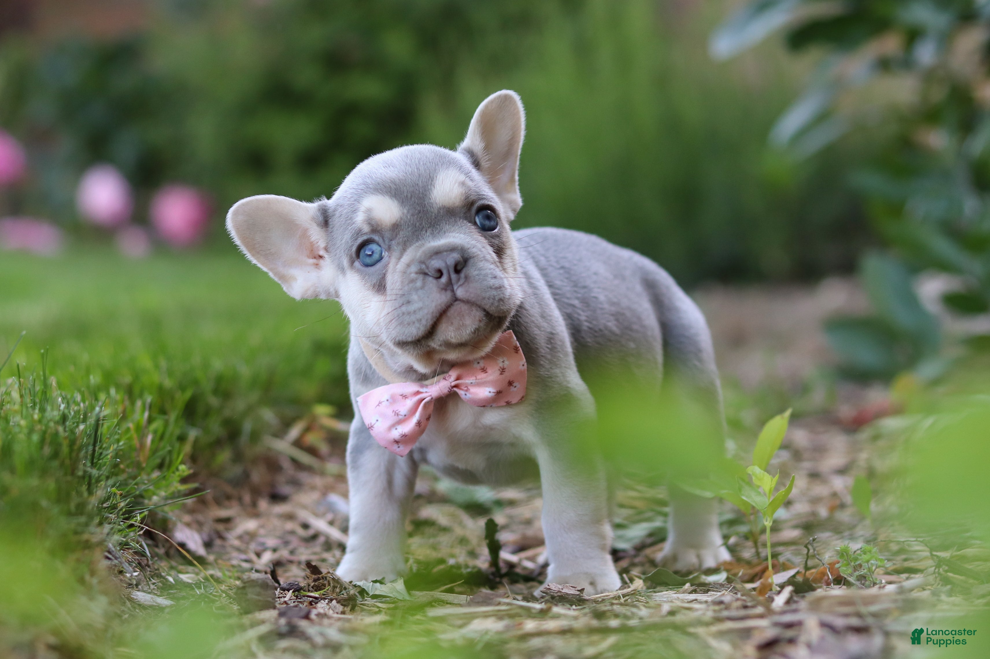 French Bulldog dogs for sale: Poppy - Ad 7