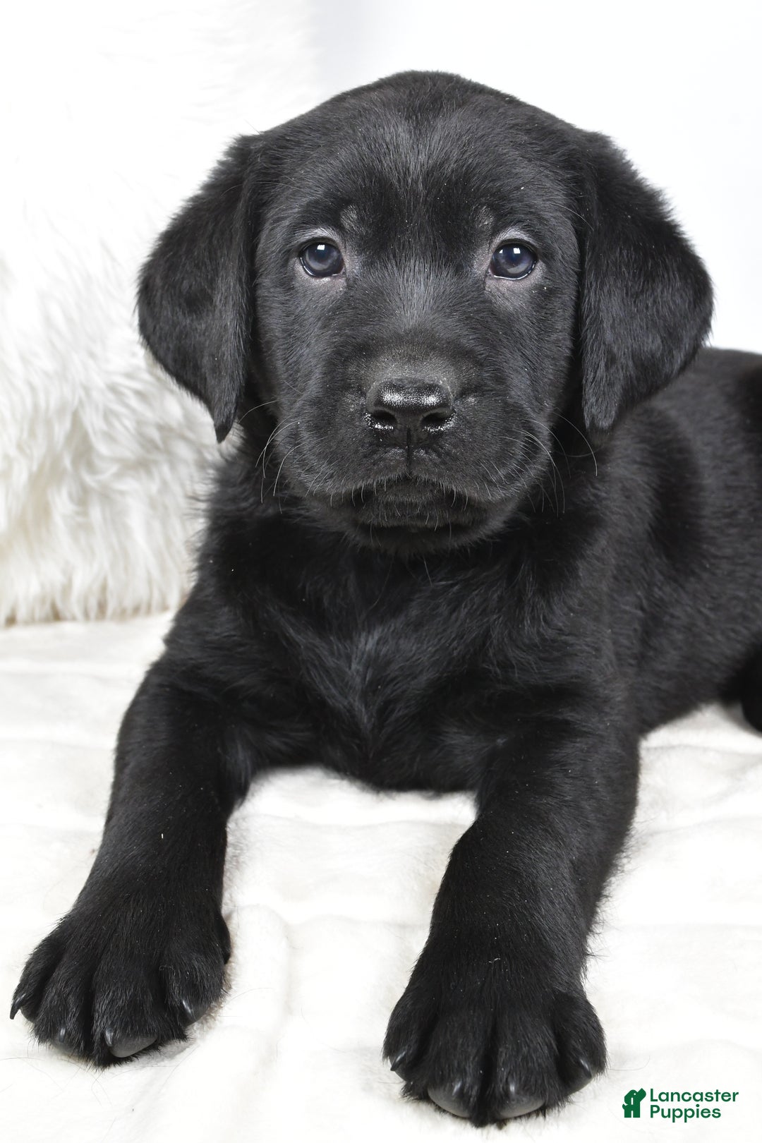 Labrador Retriever dogs for sale: Luna - Ad 5