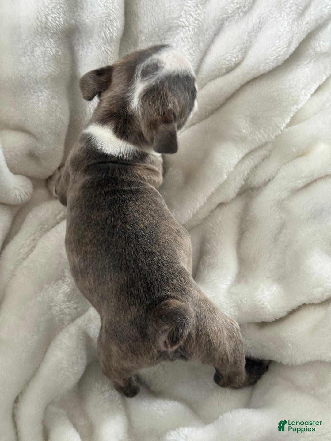 Boston Terrier dogs for sale: Sawyer - Ad 6