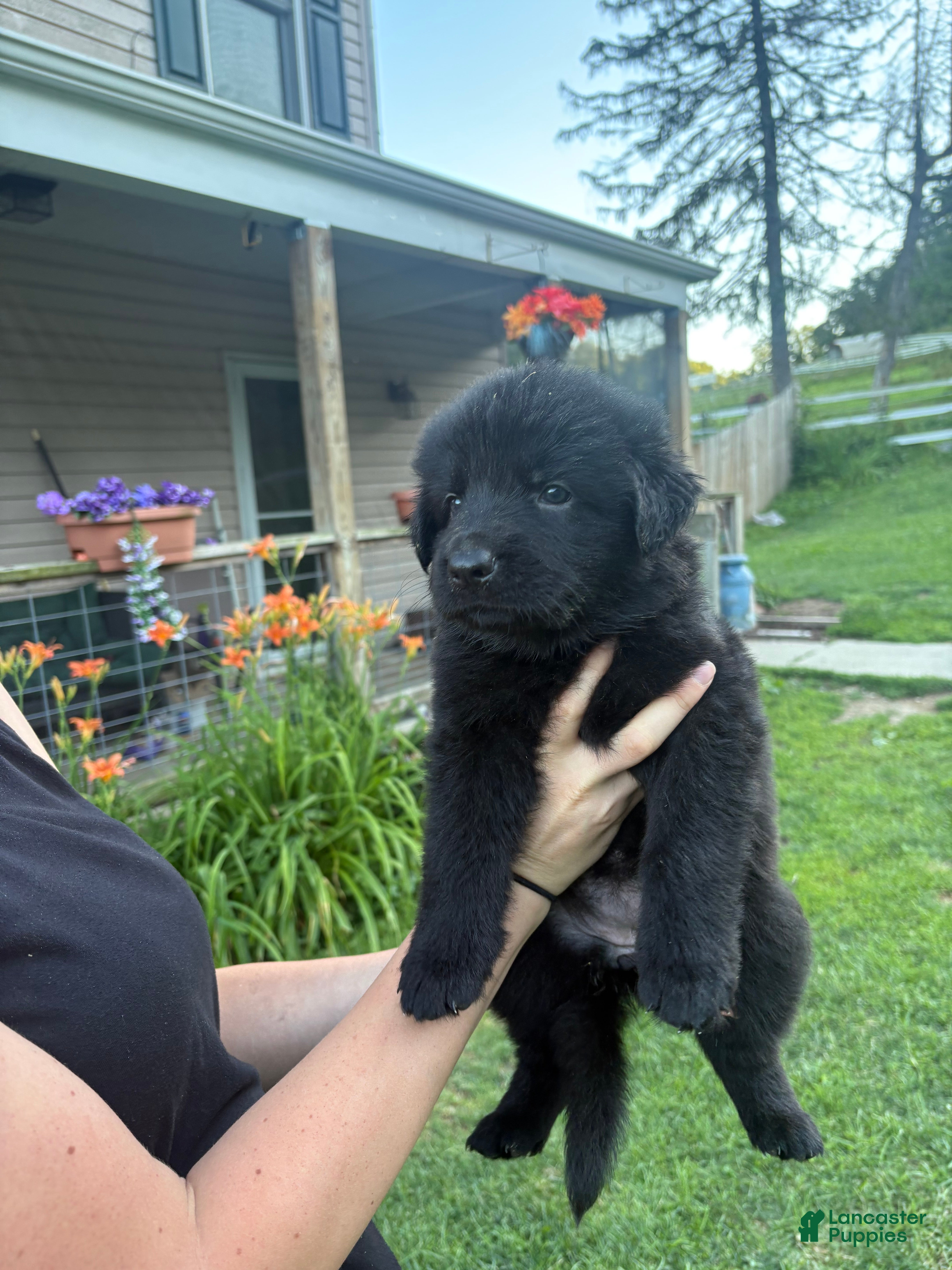 German Shepherd dogs Purple collar female  - Ad 1