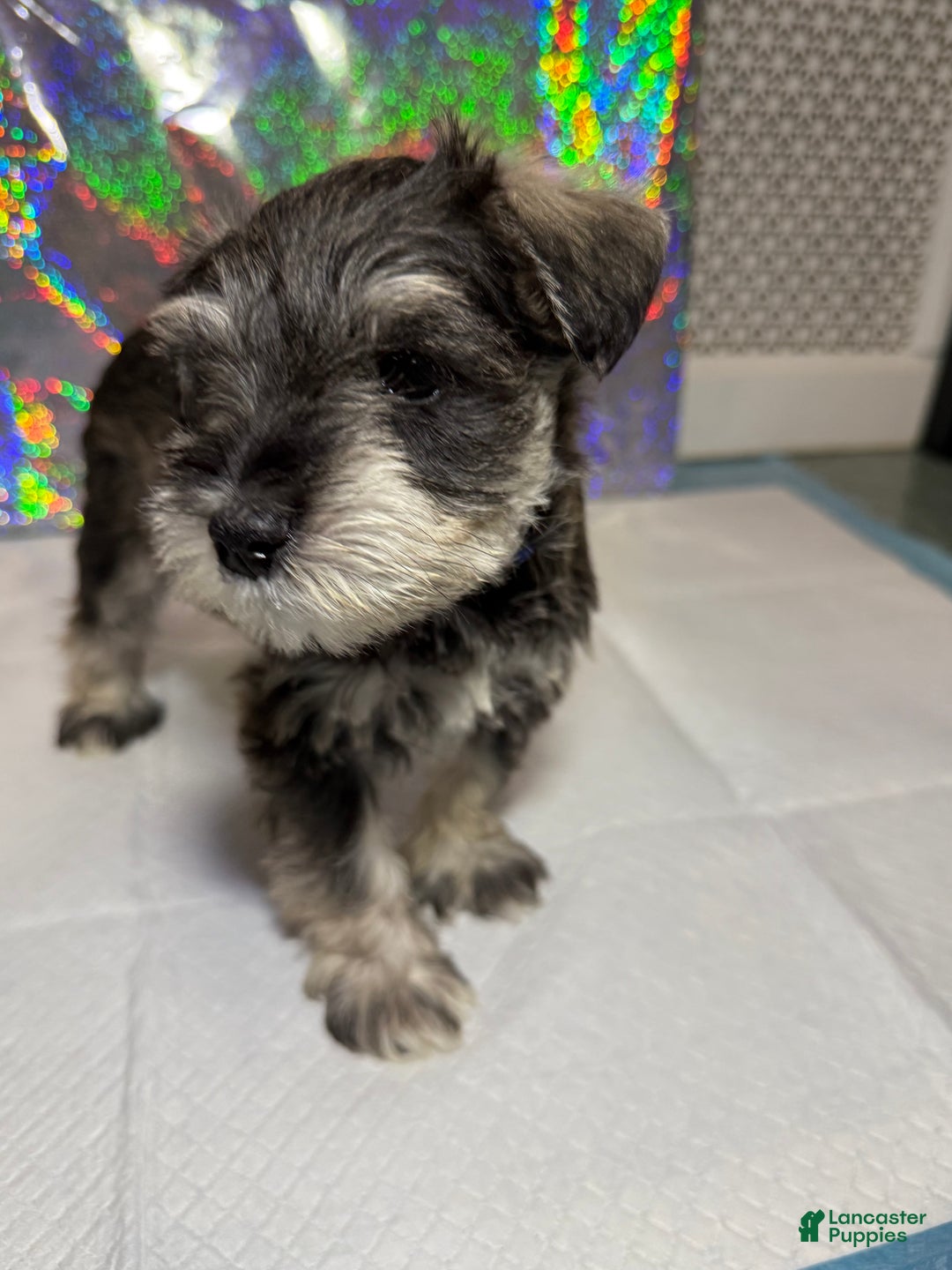 Miniature Schnauzer dogs for sale: Miniature Schnauzer Puppy 1 - Ad 2
