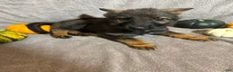 German Shepherd dogs for sale: Winnie (Silver Collar Female)  - Ad 1