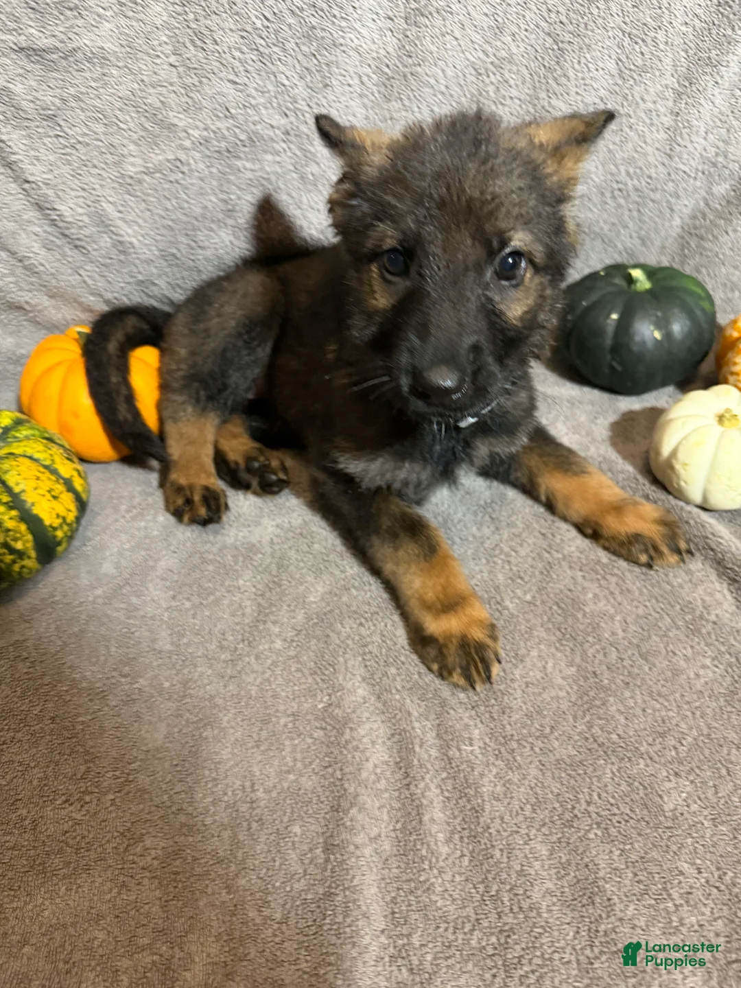 German Shepherd dogs for sale: Winnie (Silver Collar Female)  - Ad 1