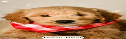 Goldendoodle dogs for sale: Pooh Bear - Ad 10