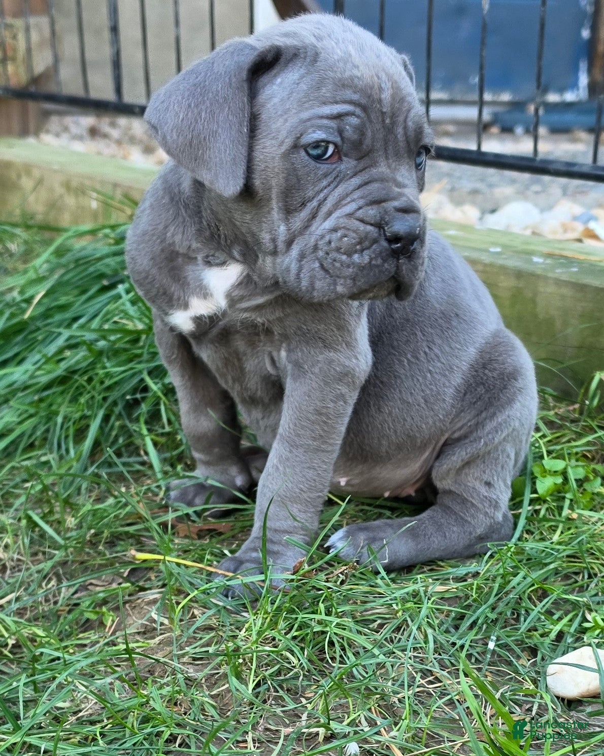 Cane Corso dogs for sale: Bella - Ad 1