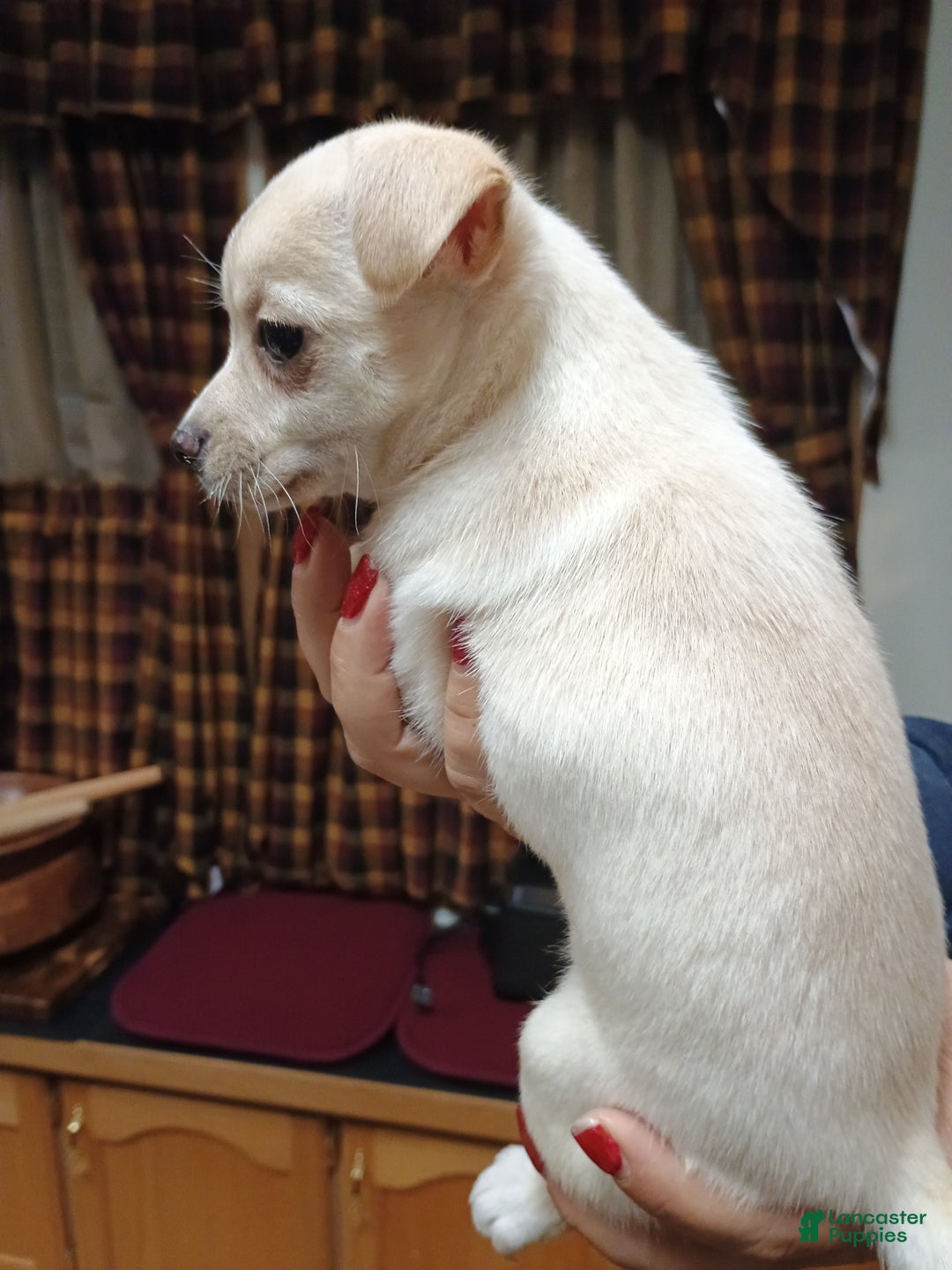 Chihuahua dogs for sale: Ziggy toy - Ad 2