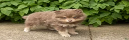 Pomeranian dogs for sale: Kota  - Ad 1