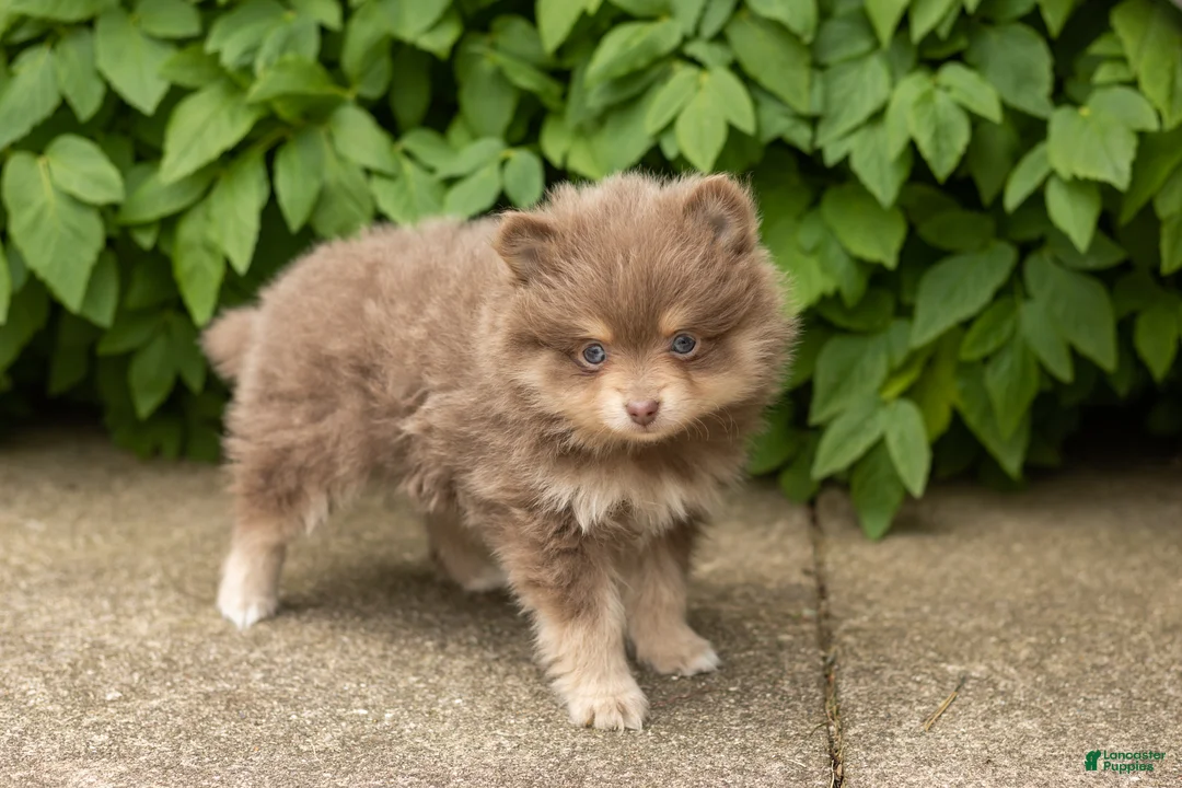 Pomeranian dogs for sale: Kota  - Ad 1