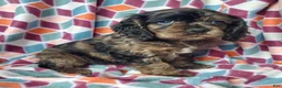 Cocker Spaniel dogs for sale: Skye - Ad 2
