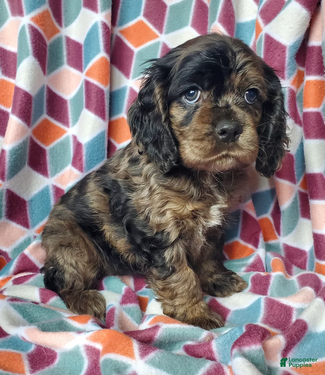 Cocker Spaniel dogs for sale: Skye - Ad 2