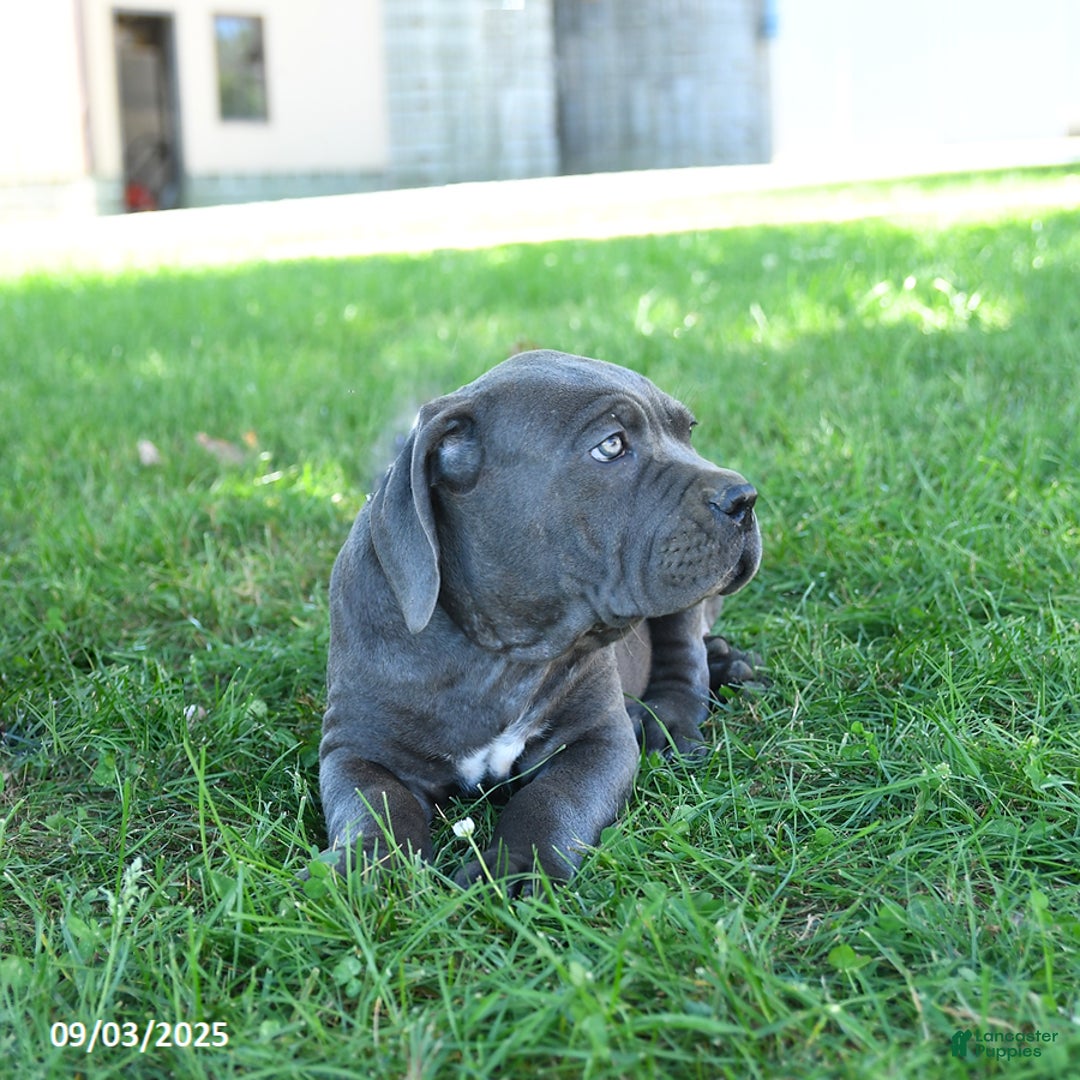 Cane Corso dogs for sale: Sugar - Ad 5