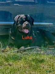 Luka