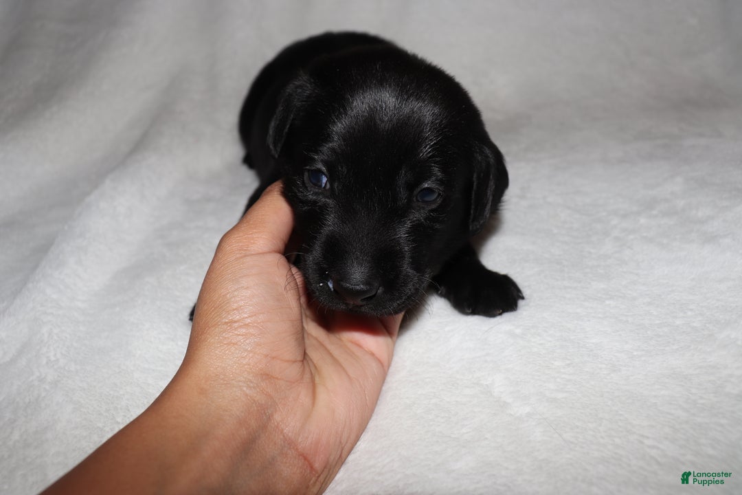 Labrador Retriever dogs for sale: Reese - Ad 1