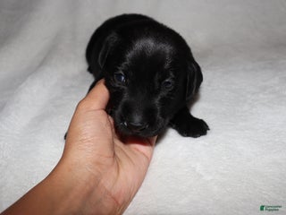 Labrador Retriever dogs Reese - Ad 35