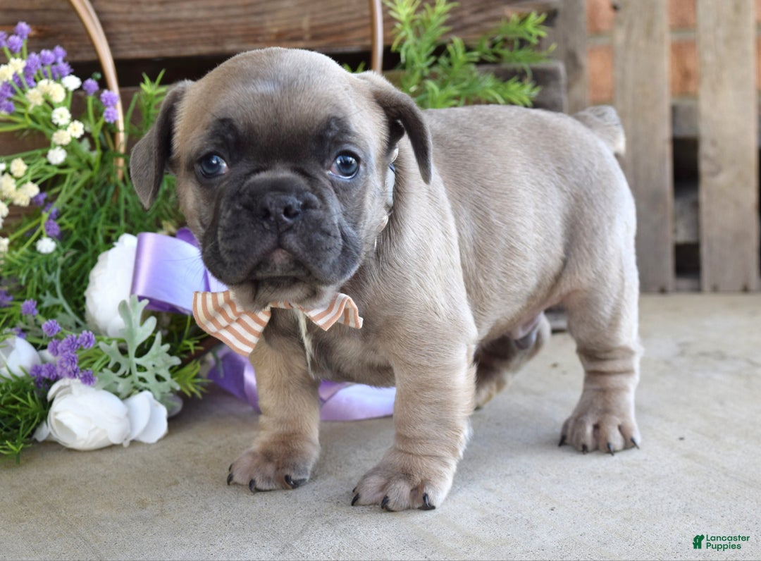 French Bulldog dogs for sale: Max - Ad 7