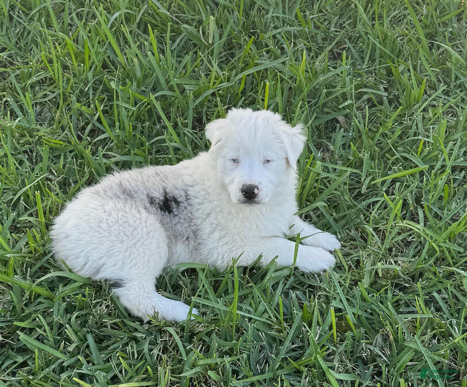Miniature Australian Shepherd dogs Miniature Australian Shepherd Puppy 1 - Ad 3