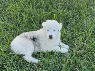 Miniature Australian Shepherd dogs Miniature Australian Shepherd Puppy 1 - Ad 3