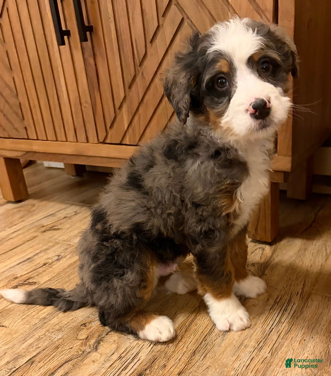 Mini Bernedoodle dogs for sale: 💚 IN BOSTON MASSACHUSETTS AREA 💚 BLUE MERLE TRI COLOR BOY 💚 MINI BERNEDOODLE 💚 - Ad 8