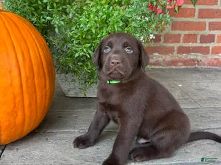 Labrador Retriever dogs Max - Ad 38