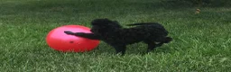Miniature Poodle dogs for sale: Oak - Ad 2